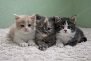 Maine Coon Kitten aus XXL-Linie