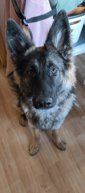 Deutscher Schäferhund abzugeben 