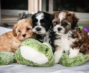 Havaneser welpen