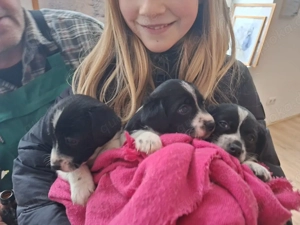 süße Jack Russel Terrier Mischlinge 