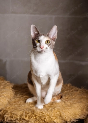 Quirlige OKH tricolour und seal point Siamesin warten auf Dich!