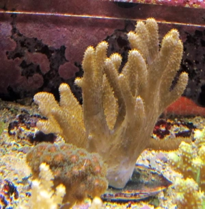 Korallenableger- Meerwasser- Sinularia asterolobata  Bild 2