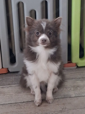 1 Pomchi Welpe sucht noch ein Zuhause 