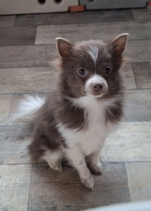 1 Pomchi Welpe sucht noch ein Zuhause 