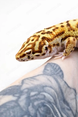 Suche Bell Albino Leopardgecko 