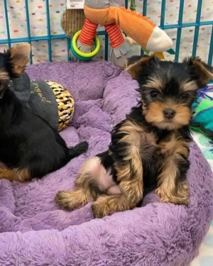 Yorkie-Welpen zur Adoption.