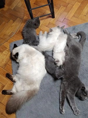 3 zuckersüße BKH - Heiligen Birma Kitten