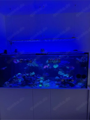 leer ! meerwasser aquarium 150x70x60 weissglass mit bosch alu unterschrank 