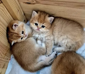 BKH BLH  Kitten Reinrassig mit Stammbaum 