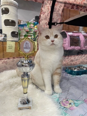 Deckkater BKH Tabby Bicolor