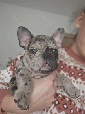 Französische-Bulldoggen-Wipliche  liebevoll aufgezogen, gesund und bereit für ein neues Zuhause