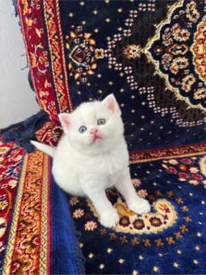 britische Kürze Haare Baby 