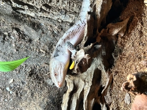 Blauzungenskink 2 Jahre alt