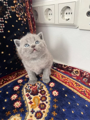 Britische kurze Haare, Babykatze