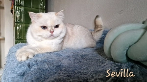 BKH Kater in liebe Hände abzugeben, sehr lieber schmusiger Teddybär, Herzbube!