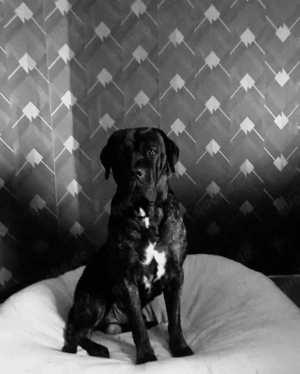 Reinrassigen Cane Corso abzugeben 