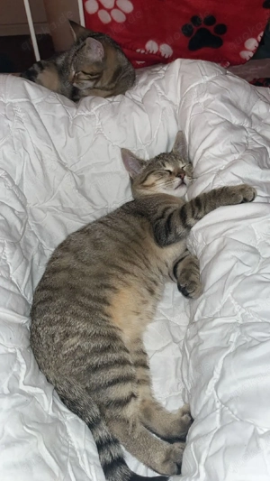 3 wunderschöne hübsche Burma Mix Kätzchen 