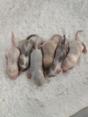 süsse rennmausbabys suchen dich  Bild 2