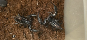 Heterometrus spinifer 2x subadult, Hamm