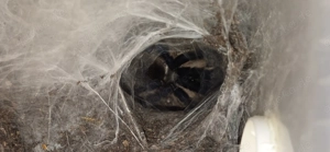 Monocentropus balfouri weibchen adult, Hamm