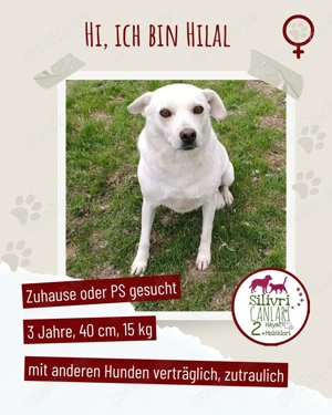 Hilal sucht ein Zuhause oder ein Pflegestelle