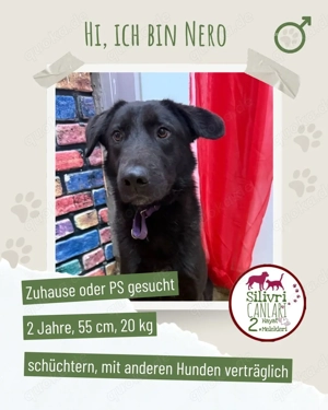 Nero sucht ein Zuhause oder eine Pflegestelle