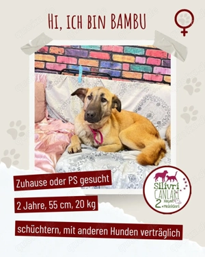 Bambu sucht ein Zuhause oder eine Pflegestelle