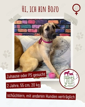 Bozo sucht ein Zuhause oder eine Pflegestelle