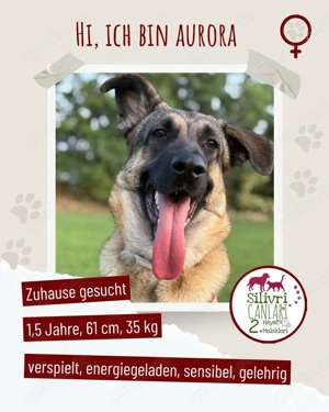 Aurora sucht ein neues Zuhause