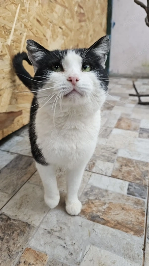 Kurt, 7 Jahre, lieb, braucht ruhiges Zuhause