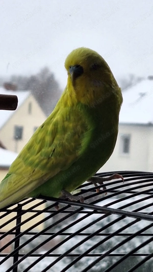 Verkaufe Wellensittiche