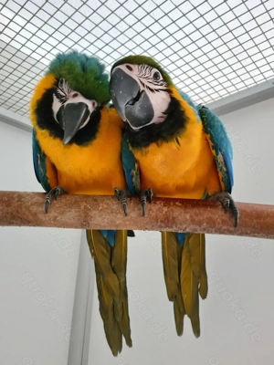 Gelbbrustara männlich Nachzuchten Sommer 2025