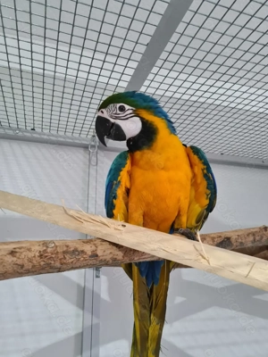 Nachzucht abzugeben männlich Bild 3