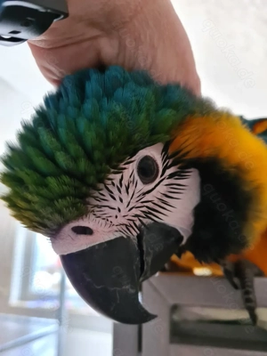 Gelbbrustara männlich Nachzuchten 2025 Sommer