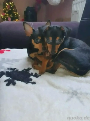Pinscherwelpen Bild 3