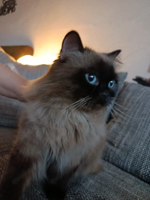 po in gute hände zu geben 