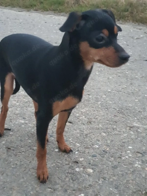 Pinscherwelpen Bild 5