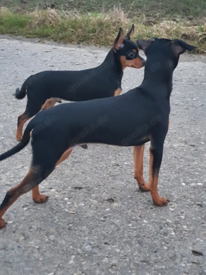 Pinscherwelpen Bild 6