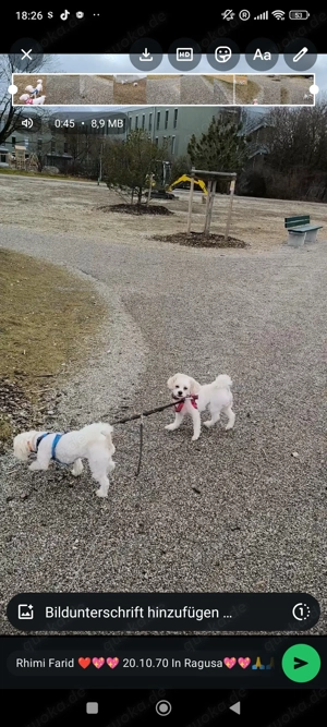 Hunde liebe Malteser 