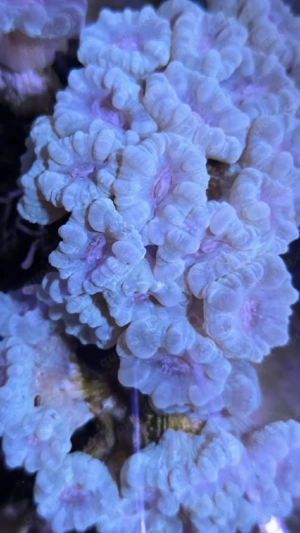 korallen  meerwasser salzwasser