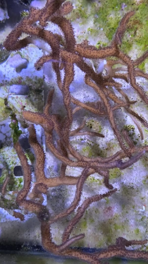 korallen meerwasser  salzwasser Bild 2