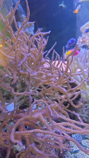 korallen meerwasser  salzwasser