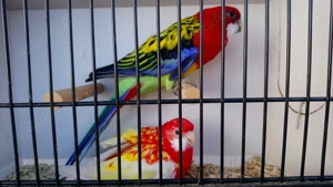 Suche männliches Prachtrosella in rot