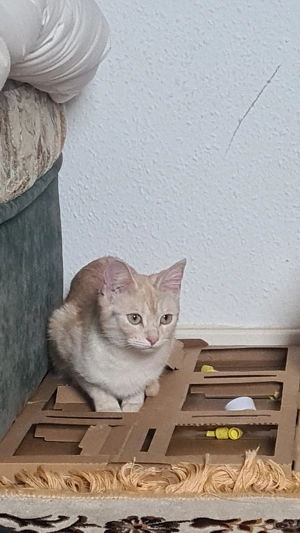 Zwei wunderschöne Katzen suchen ihr neues zu Hause Bild 5