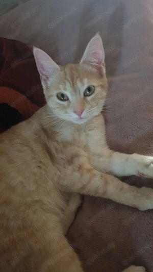 Zwei wunderschöne Katzen suchen ihr neues zu Hause Bild 3