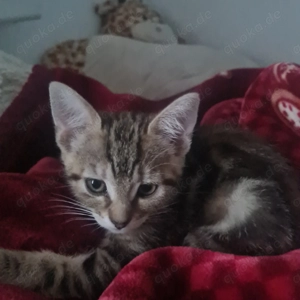 Zwei wunderschöne Katzen suchen ihr neues zu Hause Bild 4