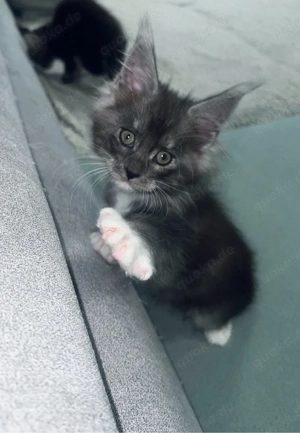 2 von 8 Maine Conn Kitten dürfen jetzt  ausziehen 