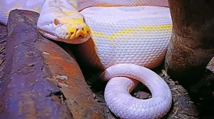 Netzpython (1,0 3,5m+)