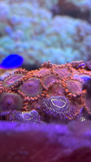 Zoanthus speckled Krokatoa 