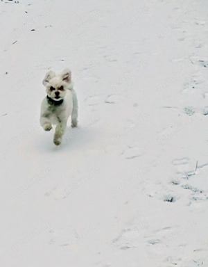 Polly sucht ein aktives für immer Zuhause  Bild 3